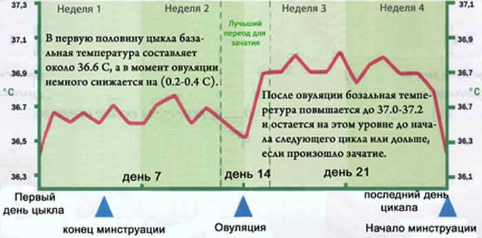 Менструальный цикл