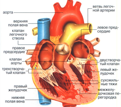 Схема строения сердца